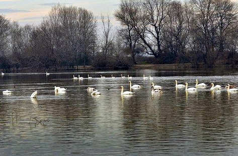 Ято бели лебеди зимуват в река Марица