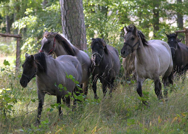 Селски и конен туризъм в Бачево