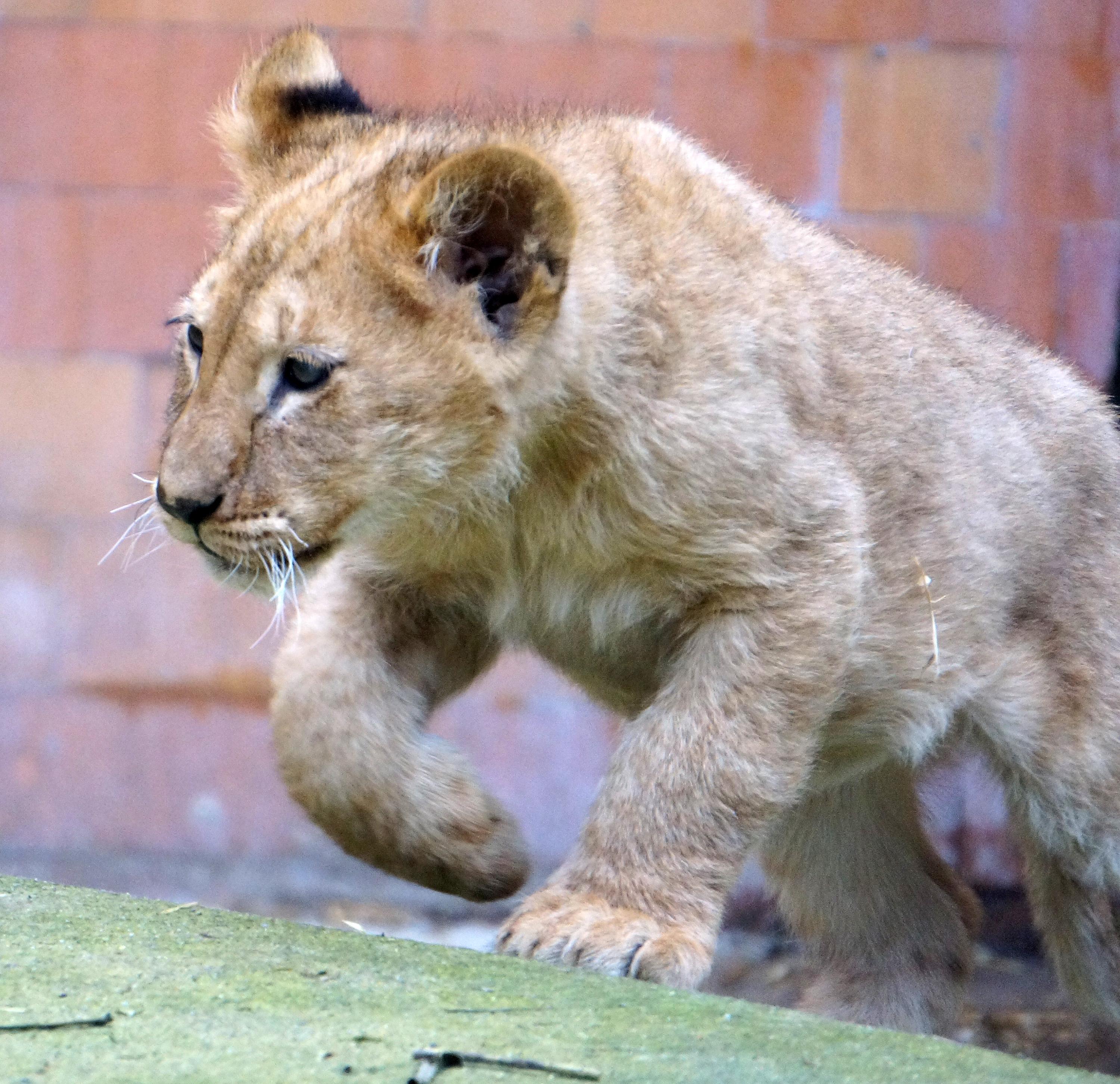Лъвче в зоопарка носи името на премиера