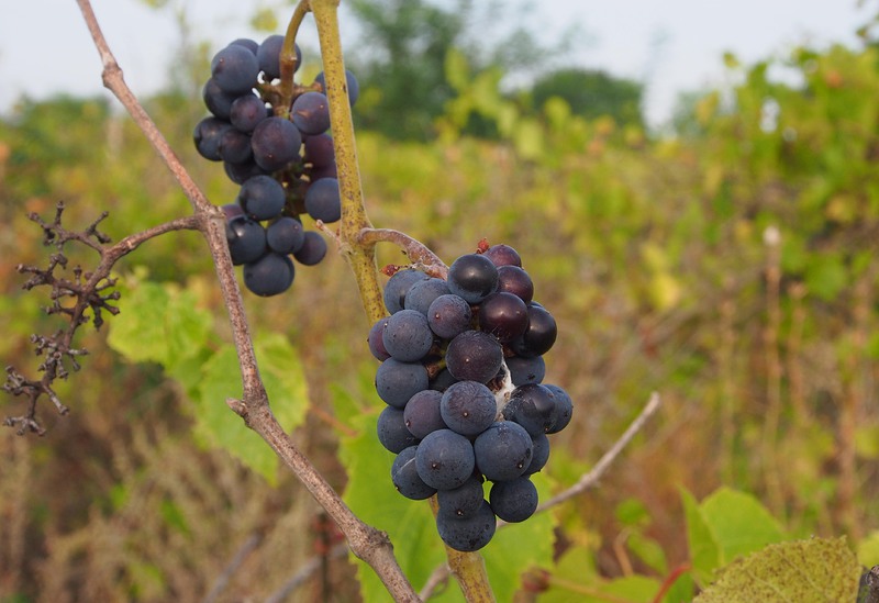 В Пловдивско са засадени 111 000 декара с винено грозде