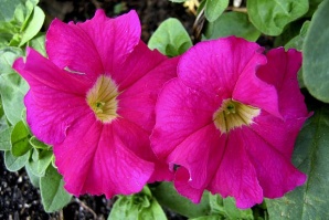 ГМО петунии сменят цвета си според часовете на деня