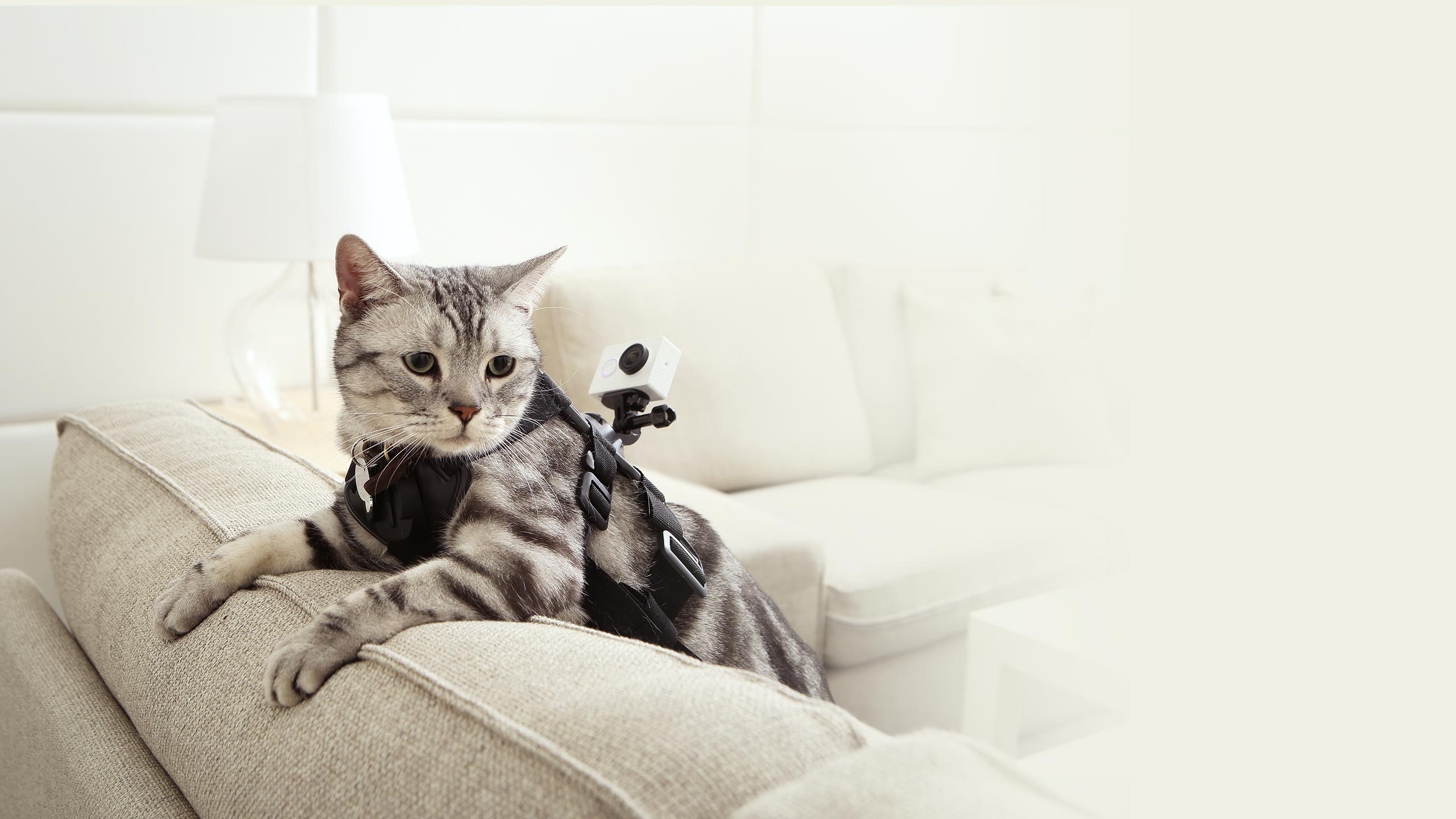 Xiaomi Yi Camera ще може да се прикрепя и за домашни любимци