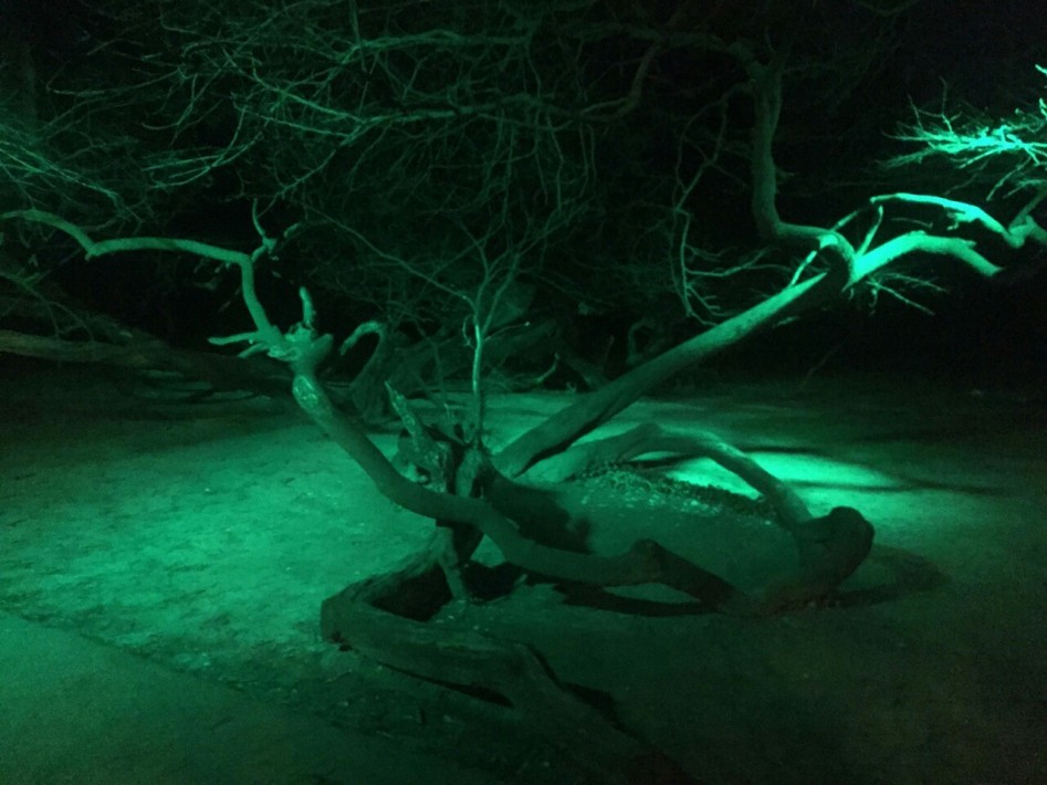 Кривото дърво в Морската градина грейва нощем