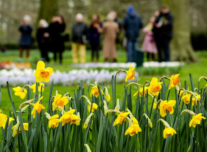 Първа пролет - Пролетни цветя вече цъфтят в парковете