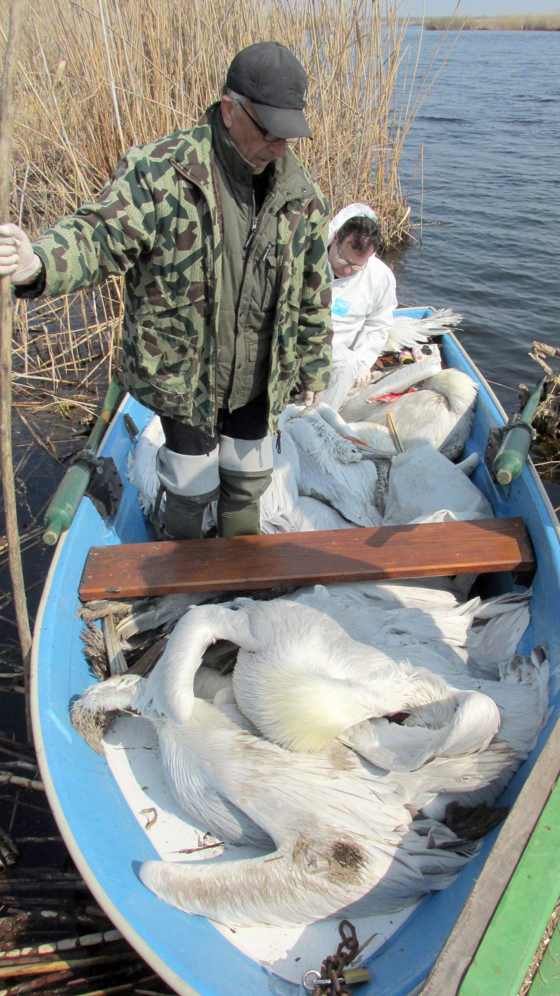 Изнесоха от колонията на пеликаните в Сребърна двадесет и една мъртви птици