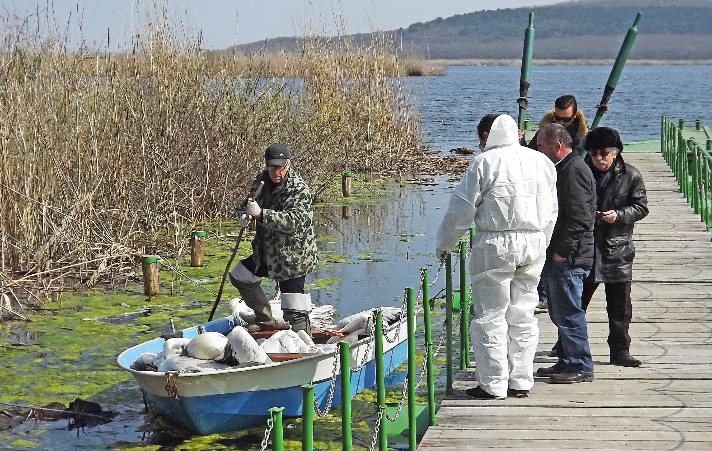21 умрели пеликана в резервата ”Сребърна” бяха открити във вторник