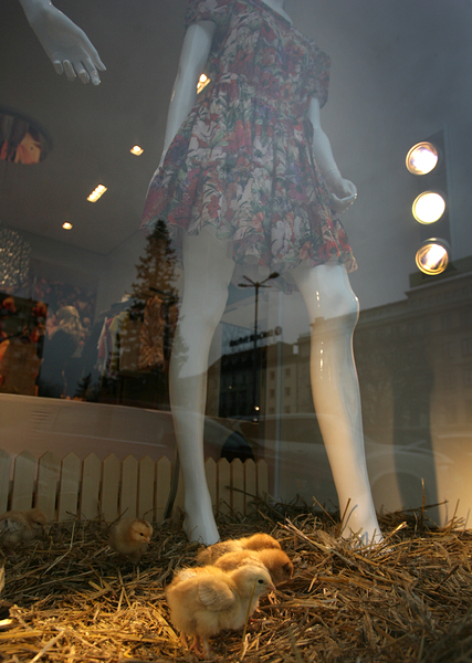 Живи пилета красят витрината на луксозен магазин в центъра на София