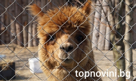 Екзотична алпака живее край Бургас (снимки)