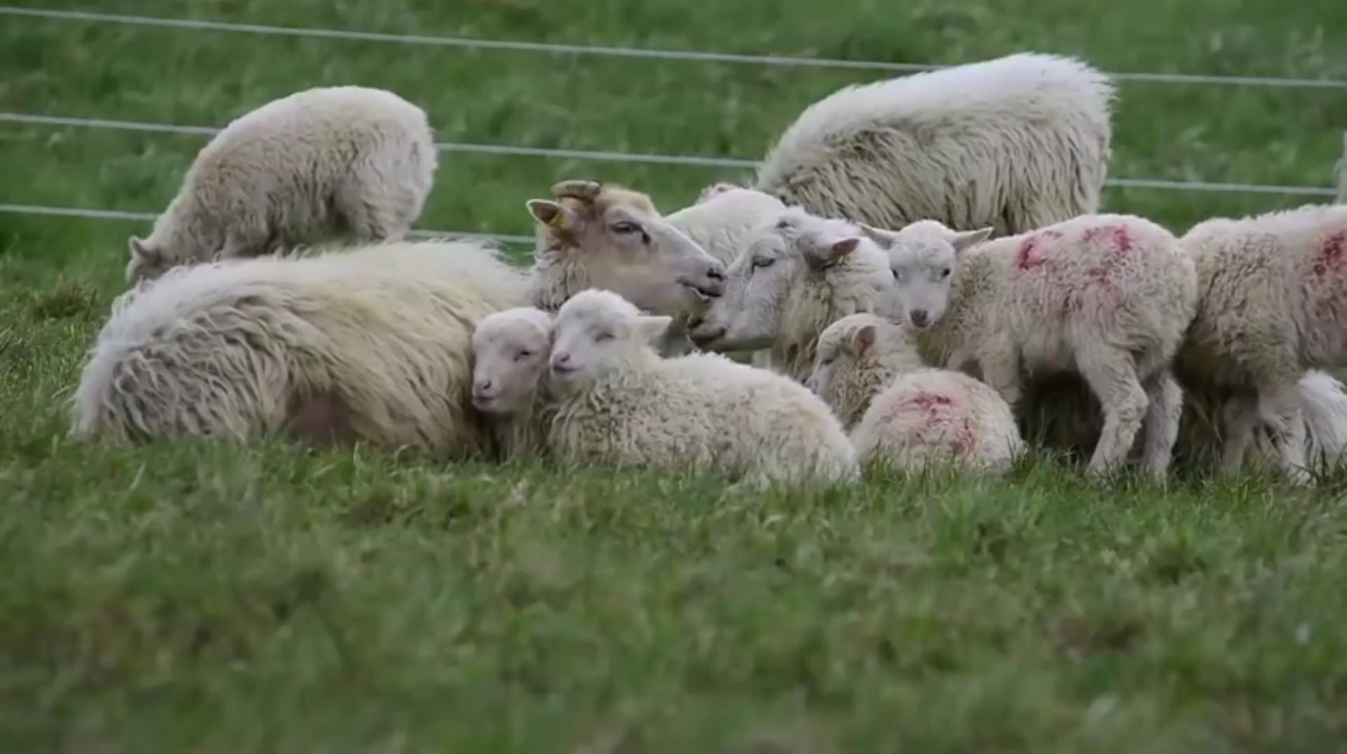 Овцетe внимават какво ядат и опазват много диви цветя