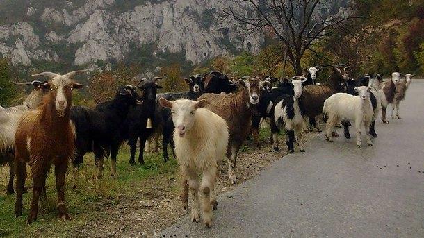 Фонд “Земеделие“ отпуска 100 хил. лева за обезщетения на животновъдите