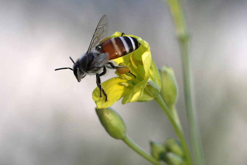 Федералните власти се присъединяват към усилията в защита на пчелите