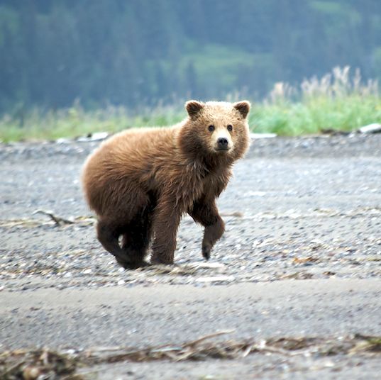 България - дестинация за лов на мечка гризли