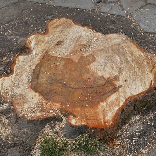 Премахват опасни дървета от центъра на Варна