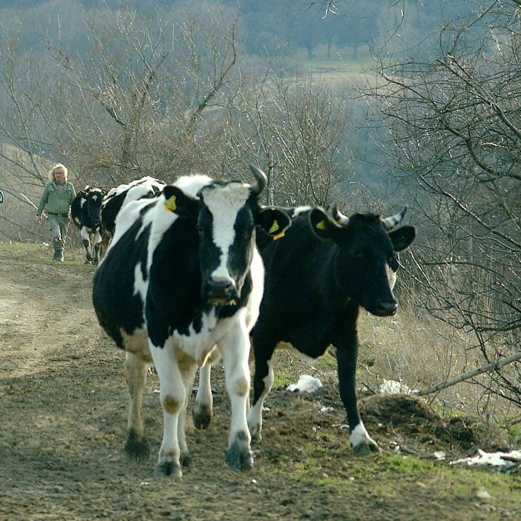 Само 10% от фермите отговарят на евростандарите за хигиена
