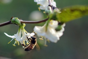 Деменция при пчелите намалява популацията им