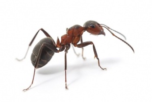 Роботизирано пипало може да улови мравка, без да я повреди