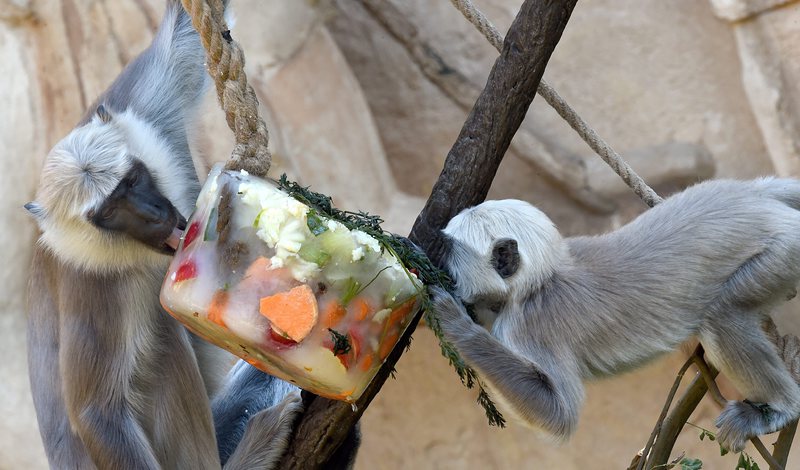 В зоопарковете замразяват храната на животните, за да може по този начин да се разхладят