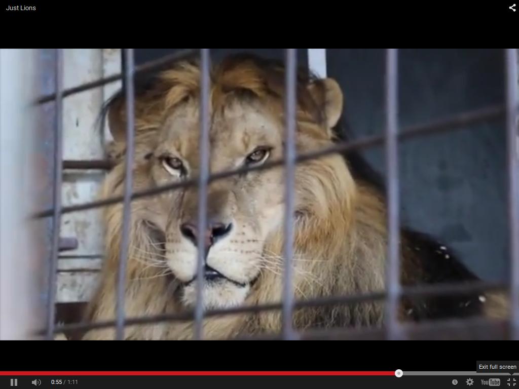 Апел за спасение на последните два циркови лъва в България