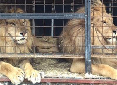 7-годишните лъвове Жора и Блек са затворени в желязна клетка