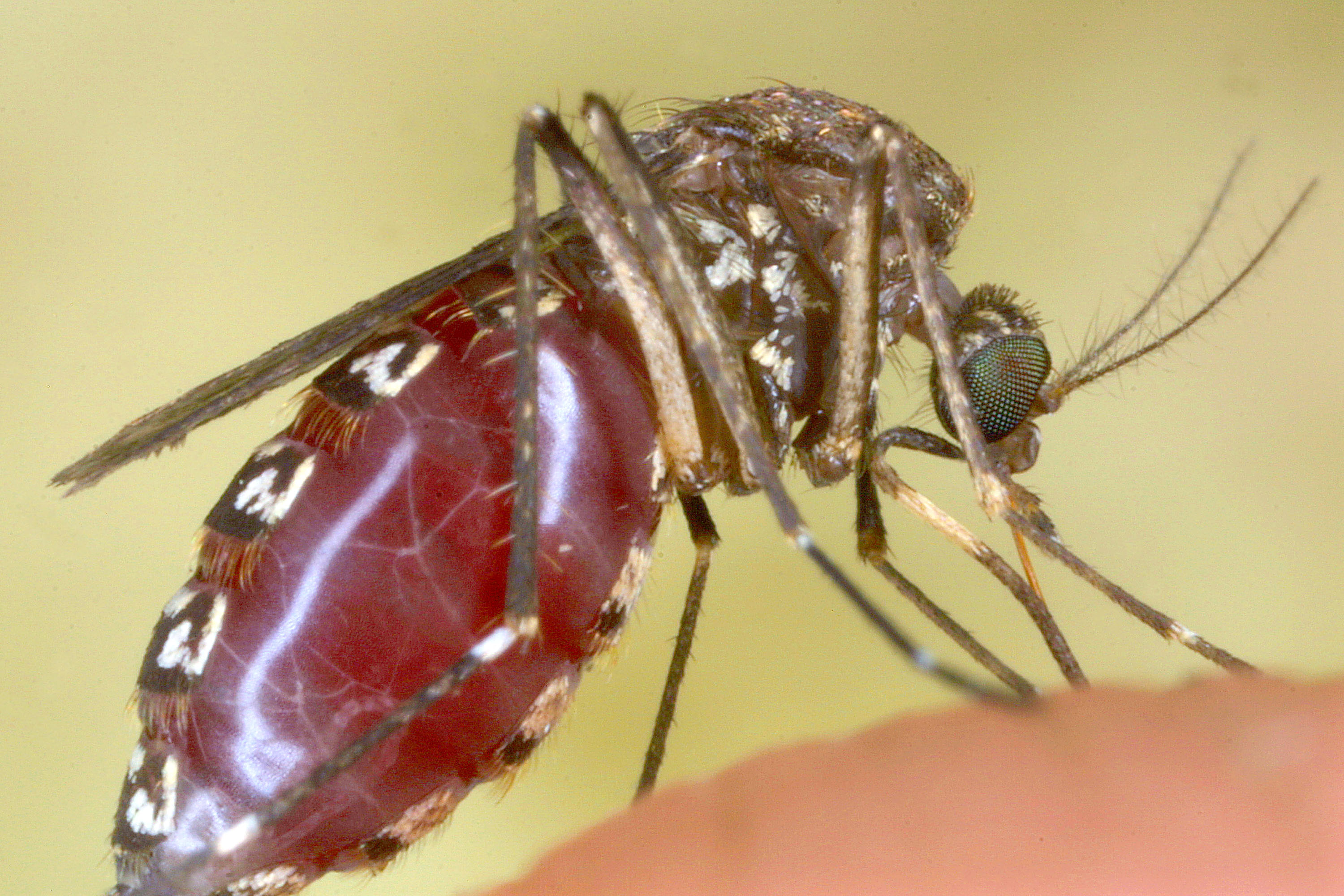 ГМО комарите ще се ползват за борба с опасни болести