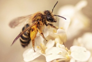 Стряскащ сценарий: какво би станало ако изчезнат пчелите