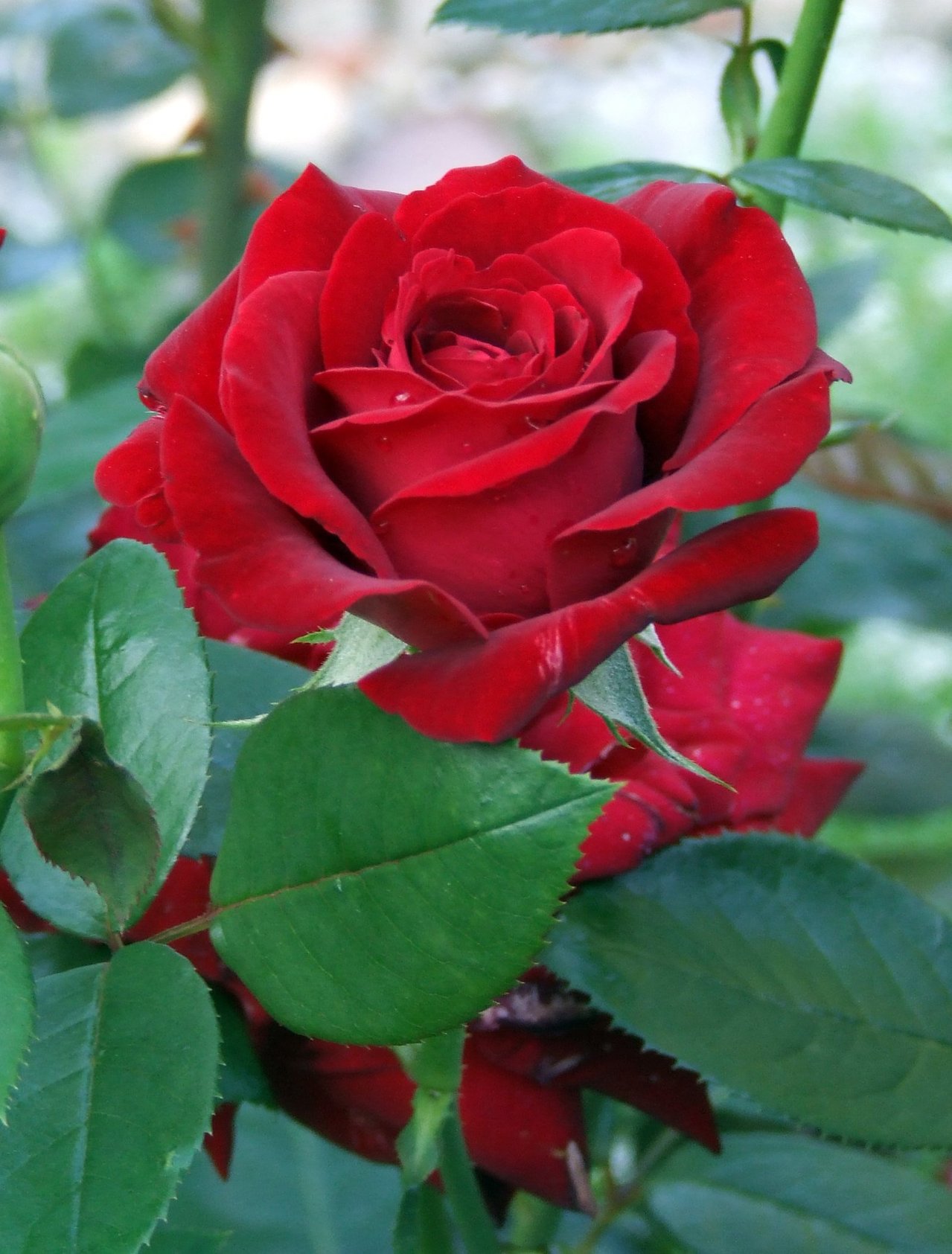 Експерт: В логото на страната трябва да има роза