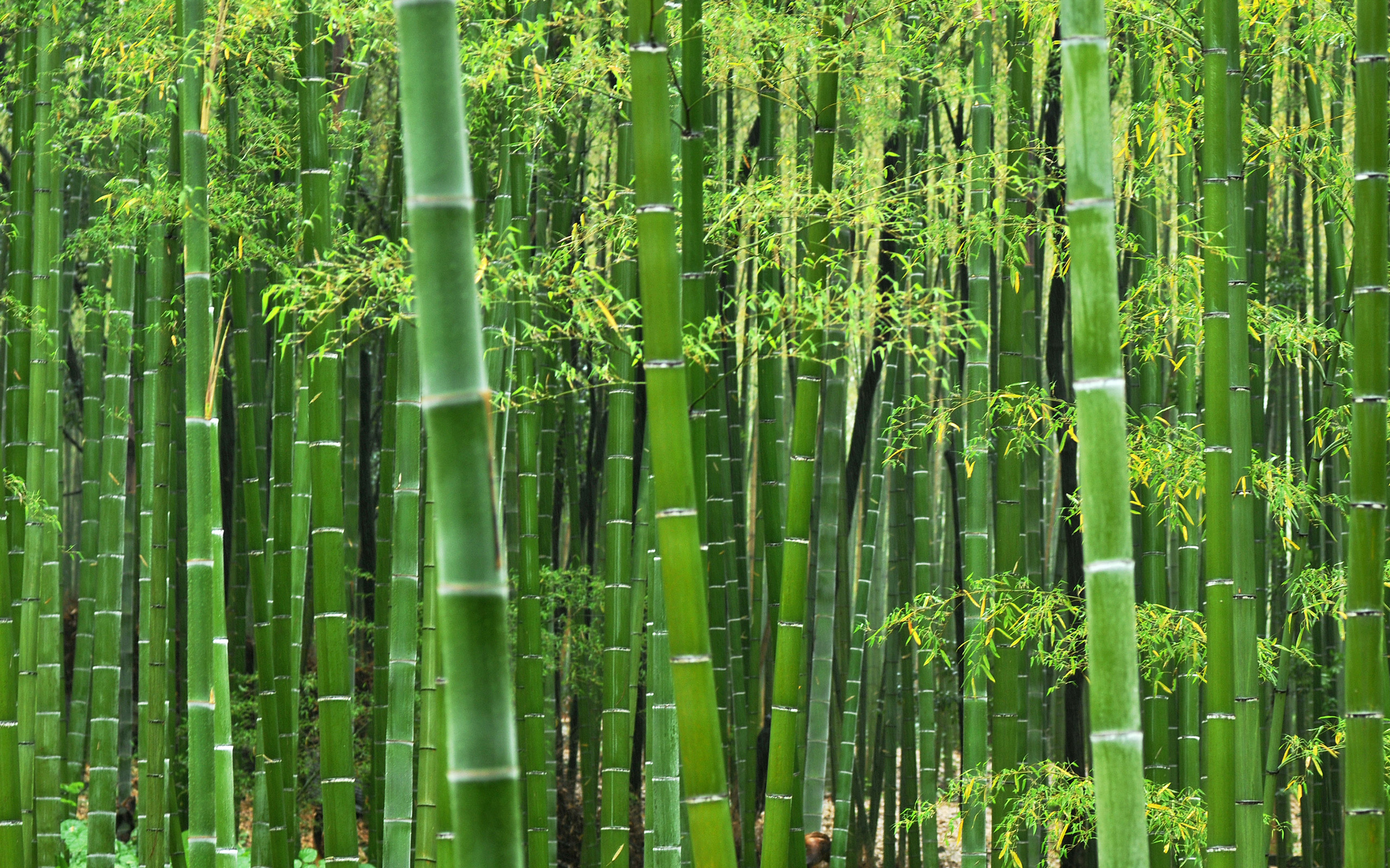 Япония ще строи уникална електроцентрала на бамбук