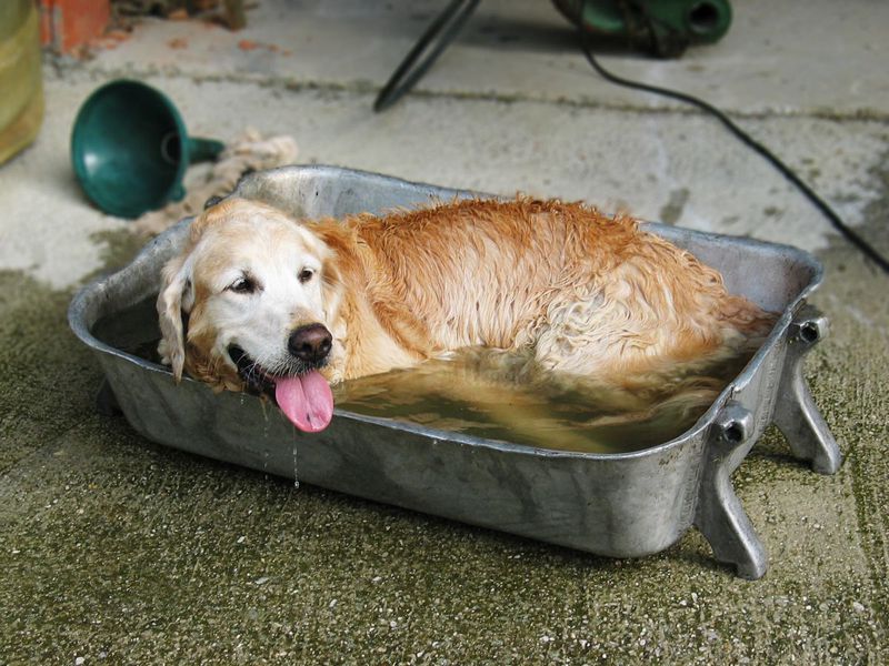 Куче се разхлажда в жегата, лято, топло, горещо