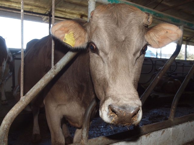 От антракс умряха три крави във варненско село