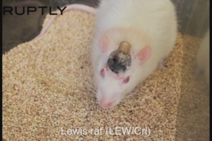 Учените вече могат да контролират мозъка на мишки