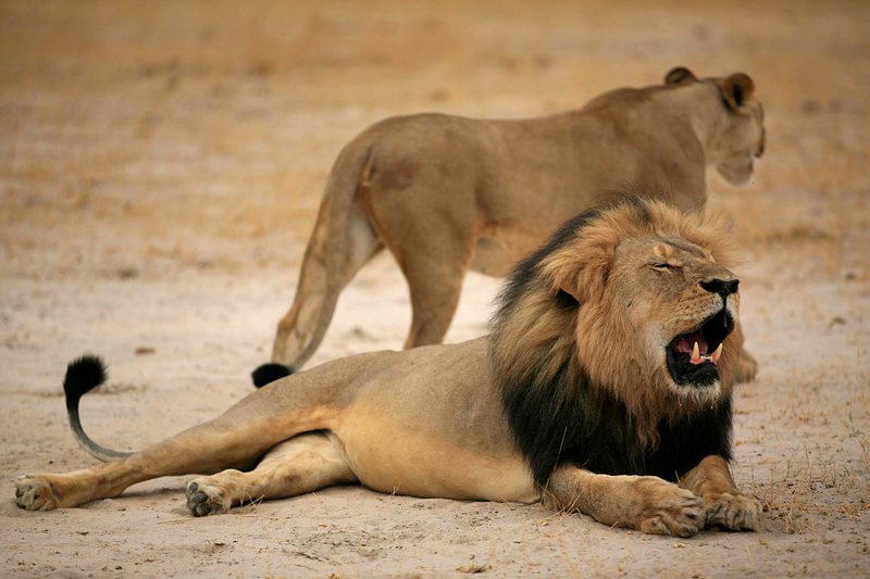 Хараре иска екстрадиция на убиеца на лъва Сесил от САЩ