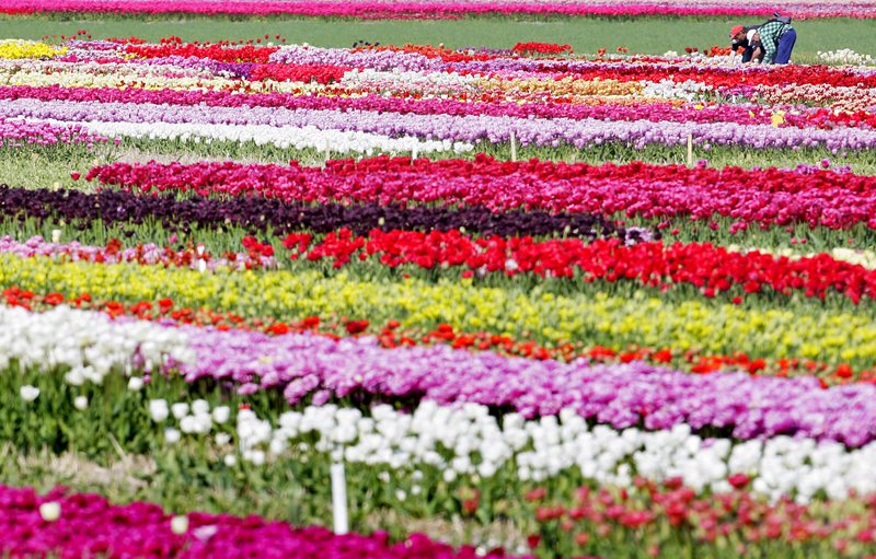 Москва затяга контрола върху вноса на цветя от Холандия