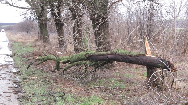 Падащи и прогнили орехови крайпътни дървета предизвикаха протест в Петричко
