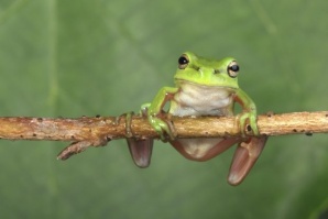 Болест по поповите лъжички застрашава бъдещето на жабите