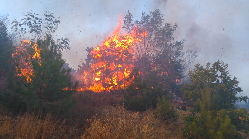 Пожар е обхванал 1000 дка край селата Малко Шарково и Ситово