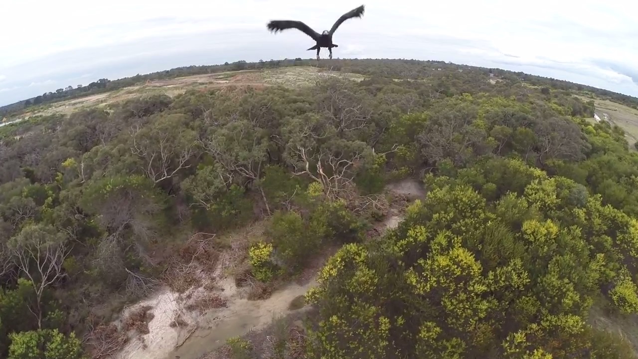 ВИДЕО: Орел сваля дрон