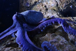 Тихоокеански октопод смая учените, обича секса и компаниите