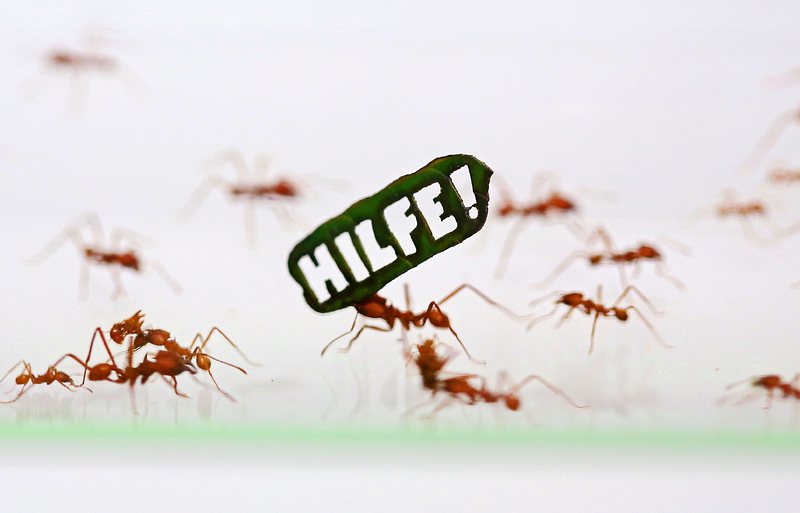 500 000 мравки манифестираха в акция за Амазония