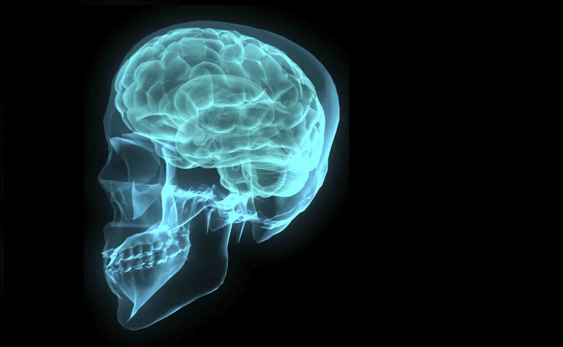 Учени откриха нови части в мозъка