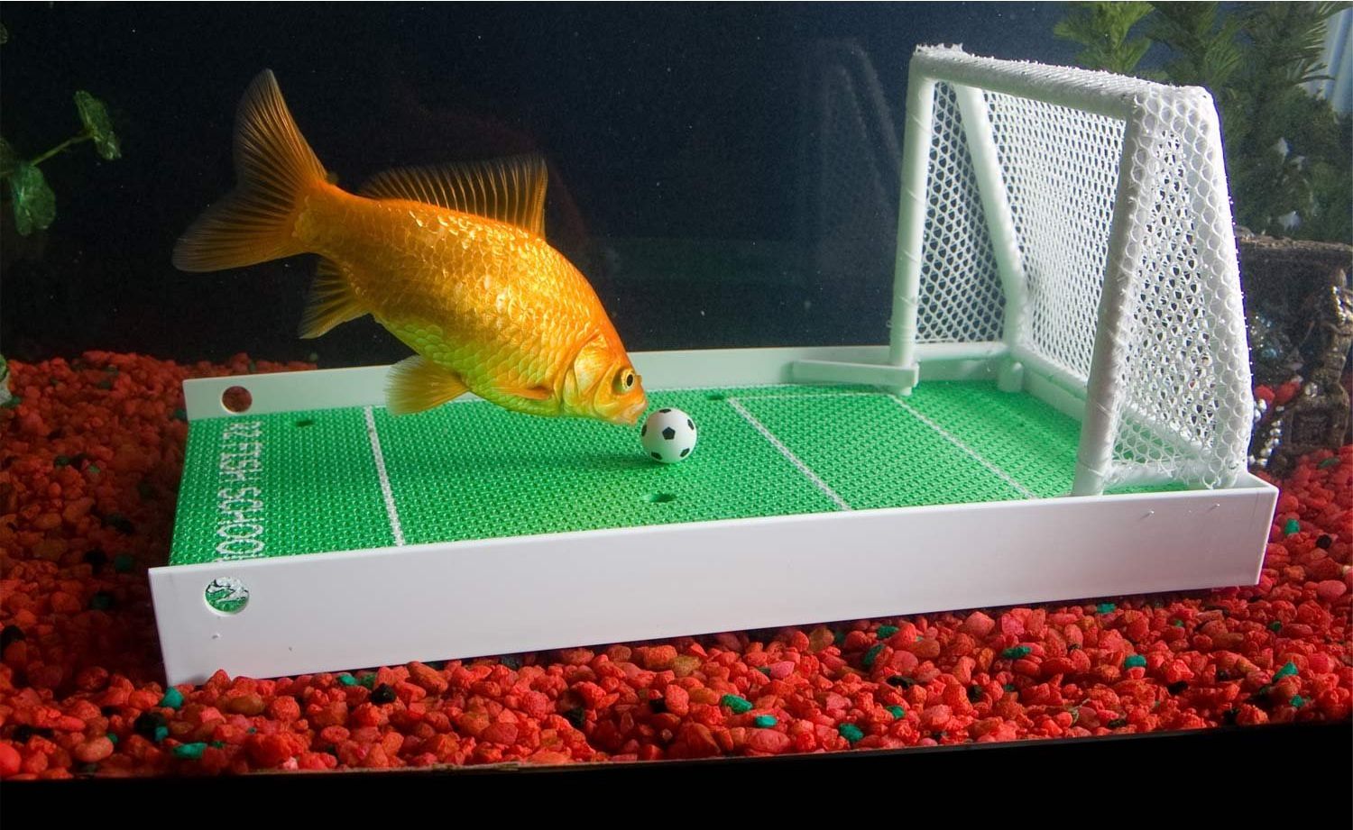И рибите играят футбол
