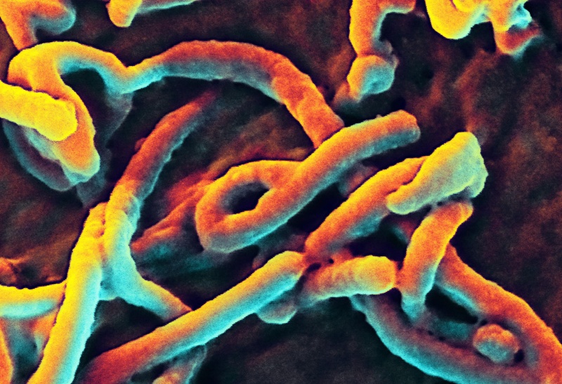 Вирусите на Ебола и зика са възникнали у диви животни