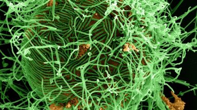 На някои бактерии им е по-добре в Космоса