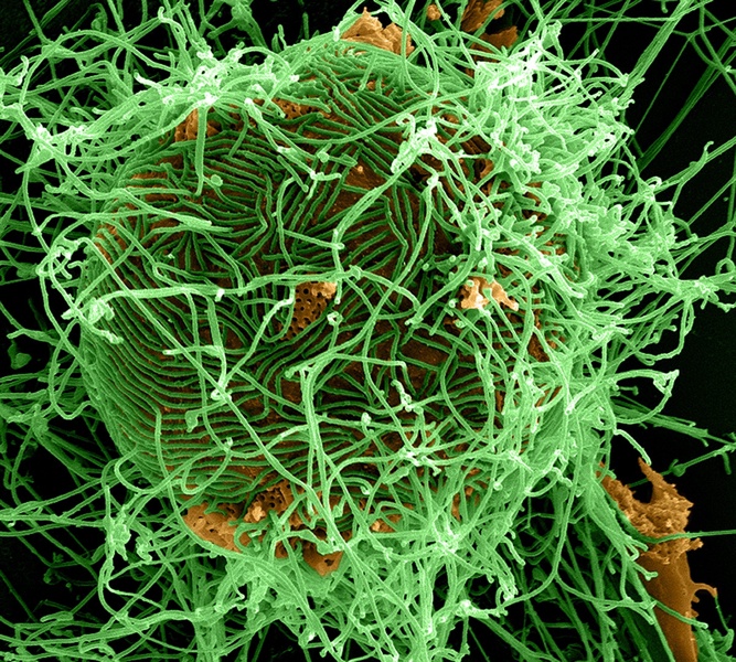 Учените предупреждават за опасността от събуждане на древни замръзнали вируси