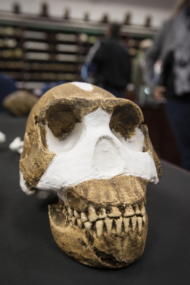 Homo naledi - новият човешки вид