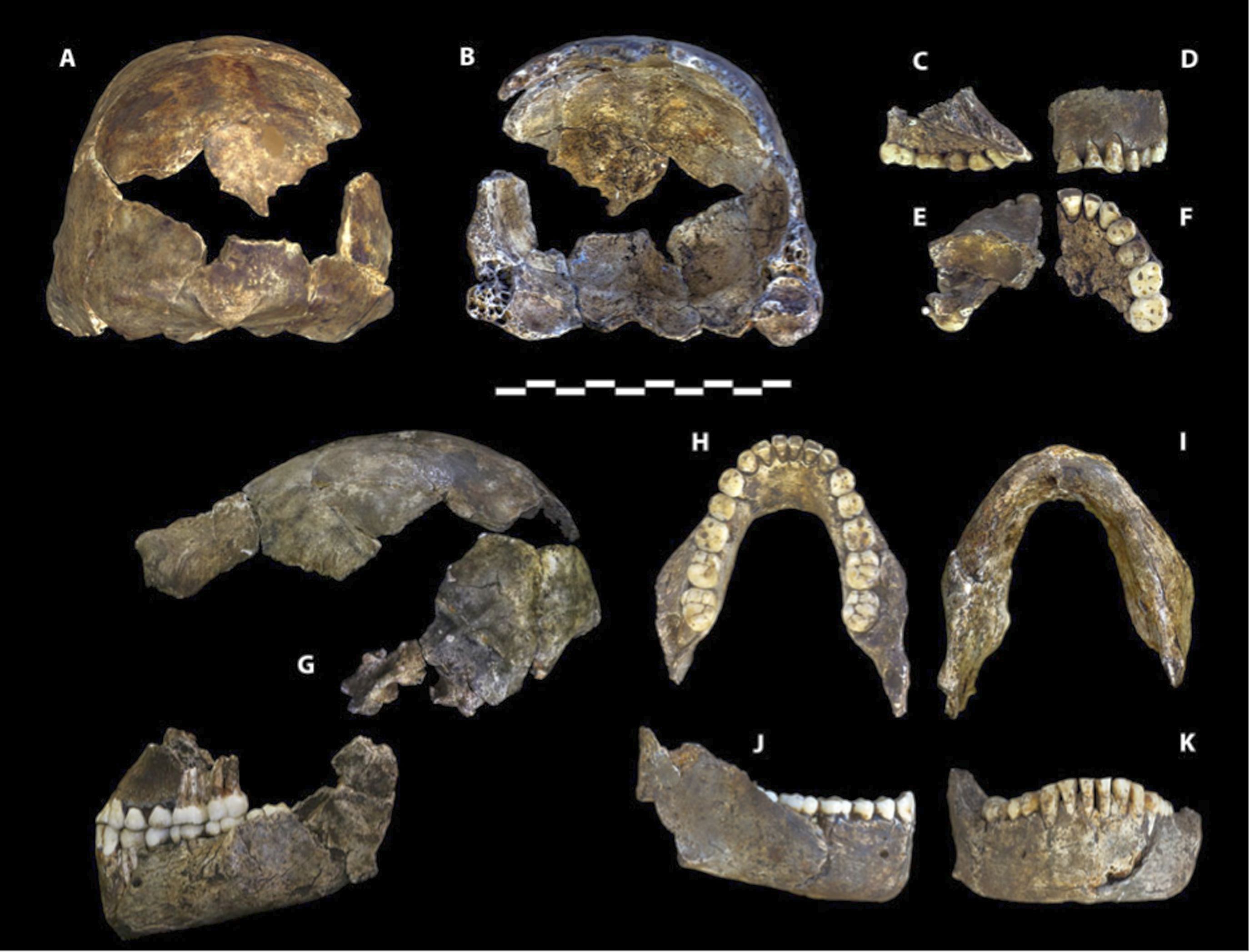 Холотип екземпляр от Homo naledi