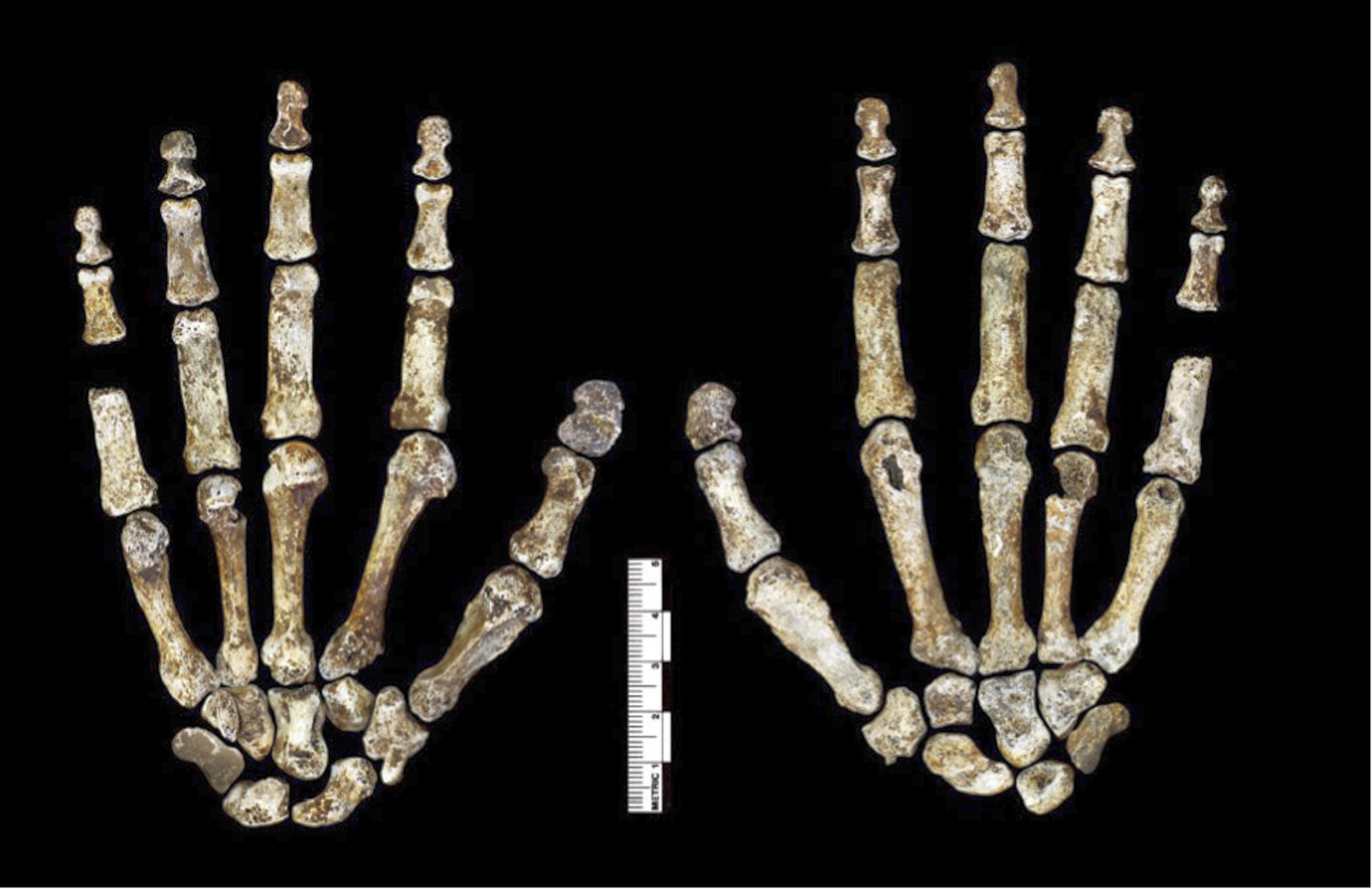 Костите на ръцете на Homo naledi