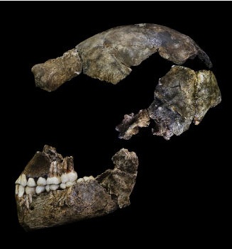 Homo naledi - новият човешки вид