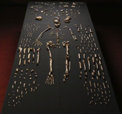 Homo naledi - новият човешки вид