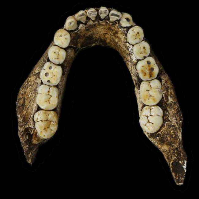 Homo naledi - новият човешки вид