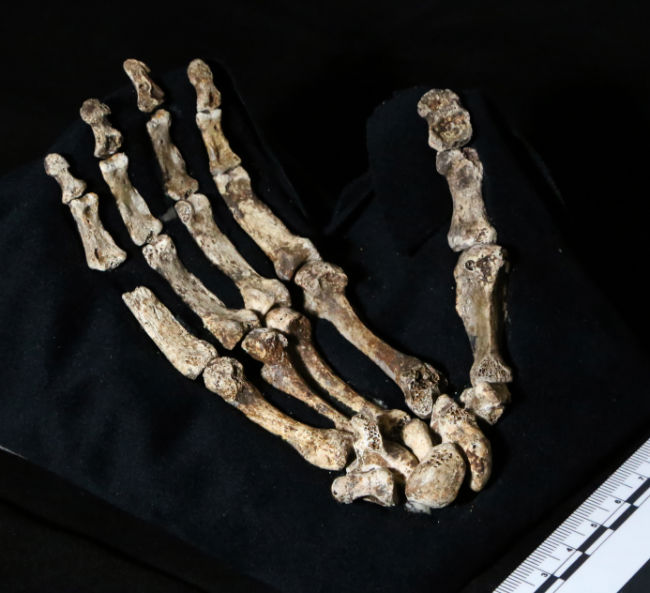 Homo naledi - новият човешки вид